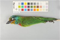 藏品(五色鳥)的圖片